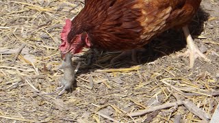 Chicken Catching Then Eating a Mouse [upl. by Yznel67]