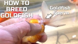 How To Breed Goldfish  Hand Spawning Fancy Goldfish [upl. by Odlaumor259]