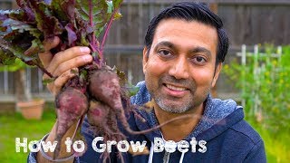 How to Grow Beets from Seed to Harvest [upl. by Beverlie]