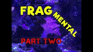 The RIGHT WAY to Frag Pulsing Xenia and maybe other fleshy soft corals too [upl. by Nilrac]