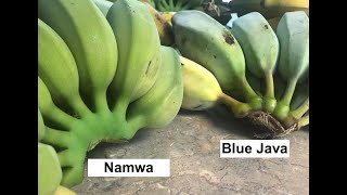 Ice Cream Banana  Blue Java vs Namwa [upl. by Ainatnas668]