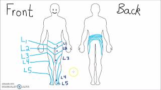 Anatomy  Dermatomes of the Lower Extremity [upl. by Ahcim]