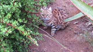 Feeding the black footed cats [upl. by Quillan]