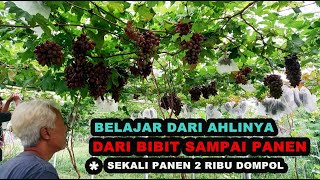 Panduan Budidaya Anggur Import dari Bibit Sampai Panen  MASIH MUDA SUDAH EXPERT ANGGUR [upl. by Haldan]