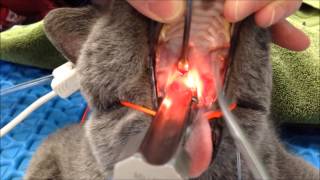 Feline Nasopharyngeal Stenosis Dilation [upl. by Ching374]