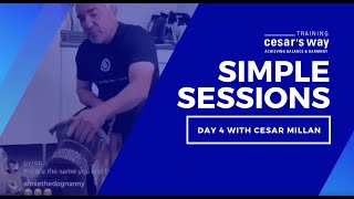 Secrets To Leash Work With Your Dog amp More With Cesar [upl. by Nelloc219]