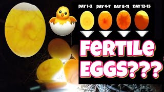 How to check if an egg is fertile and development stages egg candling [upl. by Norven385]