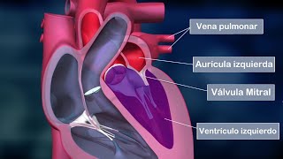 El CORAZÓN HUMANO partes aurículas ventrículos válvulas funciones anatomía [upl. by Jillayne]