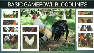 GAME FOWL BLOODLINES Origin amp Characteristics [upl. by Bedwell]