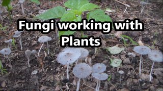 Fungi Symbiotic Relationship With Plants [upl. by Aisan]