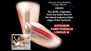 Extensor Carpi Radialis Longus  Everything You Need To Know  Dr Nabil Ebraheim [upl. by Riada]