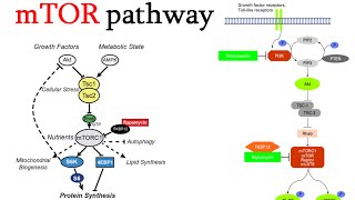 mtor signaling pathway [upl. by Botnick]