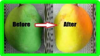 How To Ripen Mangoes Faster At Home 5 Simple Methods [upl. by Asin]