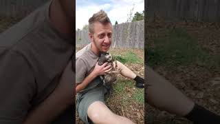 How to Handle a Duck Muscovy [upl. by Nosloc]