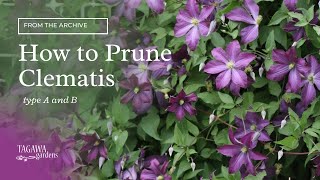 How to Prune Clematis Vines [upl. by Gasser]