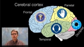 The Brain [upl. by Baruch]