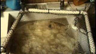 Wool Processing in a Fiber Mill Part 1 of 3 [upl. by Nica]