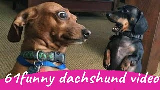 61 Funny Dachshund Dogs Videos Instagram Funny And Cute Dachshund Dog Try Not laugh Videos [upl. by Neirrad265]