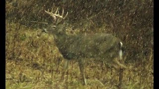 11 POINT BUCK DOWN Deer Hunting 2019  Browning 2506  Pennsylvania Rifle Season  Boozer [upl. by Alyak666]