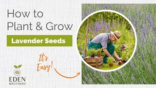 Lavender  How to Grow from Seed [upl. by Nerrot728]