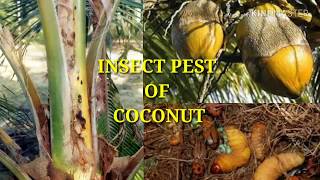 Major insect pests of plantation crop  Coconut [upl. by Olvan553]