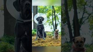 DOG MAN  Official Trailer [upl. by Sivrup]