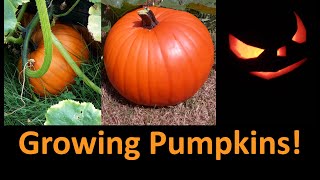 How To Grow Pumpkins  Part 1 [upl. by Irafat833]