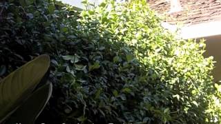 How To Prune Star Jasmine  Trachelospermum jasminoides [upl. by Daloris]