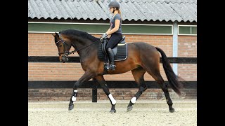 Gorgeous talented Dutch Warmblood Dressage horse with WOW factor by Champion Glamourdale for Sale [upl. by Aldwin]