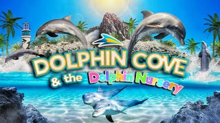 Zoo Tours Dolphin Cove amp Dolphin Nursery  SeaWorld Orlando [upl. by Jerold794]