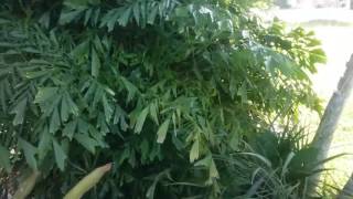 The Clumping Fishtail Palm  Caryota mitis [upl. by Usanis]