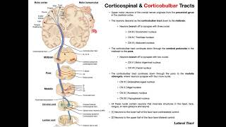 Corticobulbar Tracts EXPLAINED  Cranial Nerve Motor Function [upl. by Ettenot]