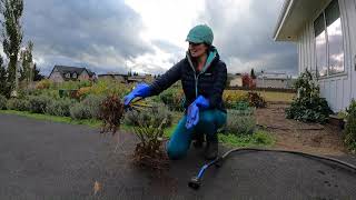 How To Clean amp Wash Your Dahlia Tubers For Winter Storage [upl. by Lletnahc]