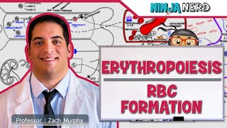 Hematology  Erythropoiesis Red Blood Cell Formation Part 1 [upl. by Also915]