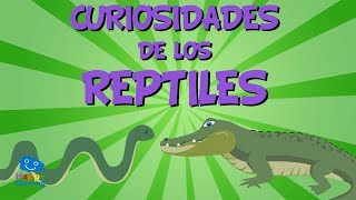 Curiosidades de los Reptiles  Videos Educativos para Niños [upl. by Hnao515]