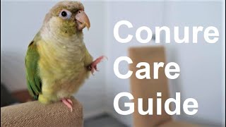 Conure Care Guide  Everything You Need To Know  BirdNerdSophie [upl. by Allekram]