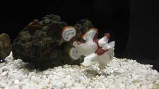 Frogfish Feeding Frenzy The Fish That Walks [upl. by Leind]