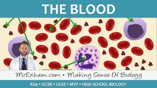 Blood  GCSE Biology 91 [upl. by Eceinal]