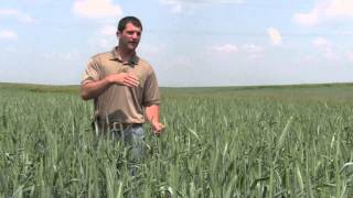 Triticale Nurse Crop from Millborn Seeds [upl. by Muiram727]