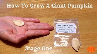 How to Grow Giant Pumpkins Part 1 Seed Prep [upl. by Annawahs347]