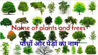 पौधों और पेड़ों का नाम  Name of plants and trees  Trees name  Easy english learning process [upl. by Assilaj]