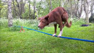 Acrobatic Dog Handstand on Rope [upl. by Jerz]