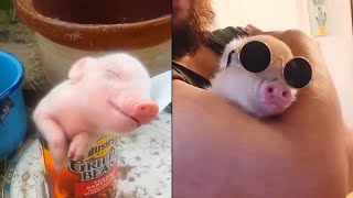 Cutest Pig Videos that I found 7 [upl. by Ehtiaf327]