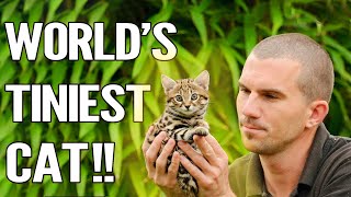 Rusty Spotted Cat  Everything About The Worlds Smallest Cat [upl. by Ardath990]