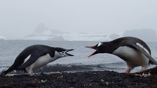 Chinstrap amp Gentoo Penguins in Antarctica [upl. by Alimak]