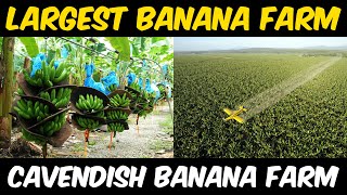 Cavendish Banana Farming in Philippines  Amazing Banana Harvesting Technology  Banana Cultivation [upl. by Jorge824]