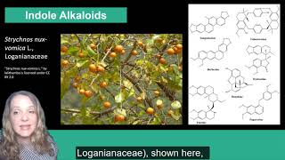 Plant Secondary Metabolism Alkaloids [upl. by Catima414]