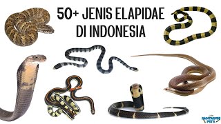 50 Jenis Ular Elapidae Cobra Krait Ular Cabai Ular Laut Taipan Death Adder dll di Indonesia [upl. by Rudyard]