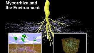 Mycorrhiza I – Mycorrhiza and the Environment [upl. by Eeladnerb108]