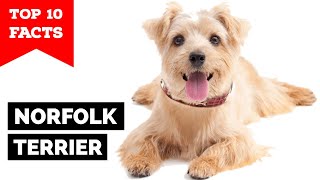 Norfolk Terrier  Top 10 Facts [upl. by Opalina]